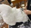 반려견기초미용2 수업