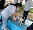 반려동물 기초훈련 운동장 수업