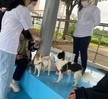 반려동물 기초훈련 운동장 수업