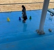 반려동물기초훈련