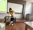 반려동물기초훈련
