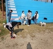 2023.04.03 동물매개치료훈련
