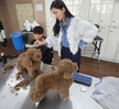 2023.11.09 반려견고급미용 