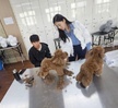 2023.11.09 반려견고급미용 