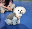 <9주차>반려견기초훈련