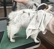 반려동물행동교정학