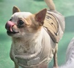 반려동물행동교정학