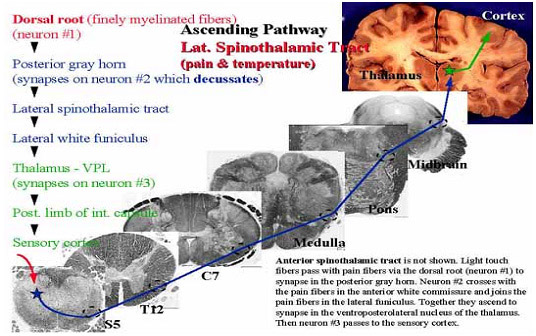ascending pathway