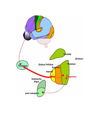 cortex