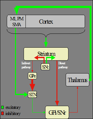 cortex