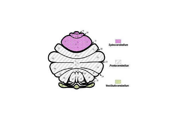 functional system