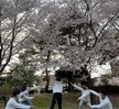 시스터브라더 벚꽃 사진 대회 참가자(2021.04.09 Sister&Brother)