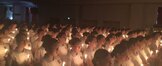제46회 나이팅게일선서식 